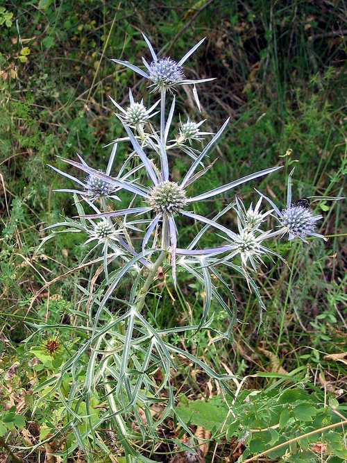 eryngium-yougardener