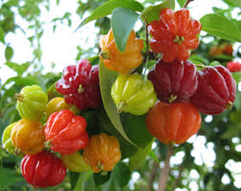 Eugenia uniflora Yougardener
