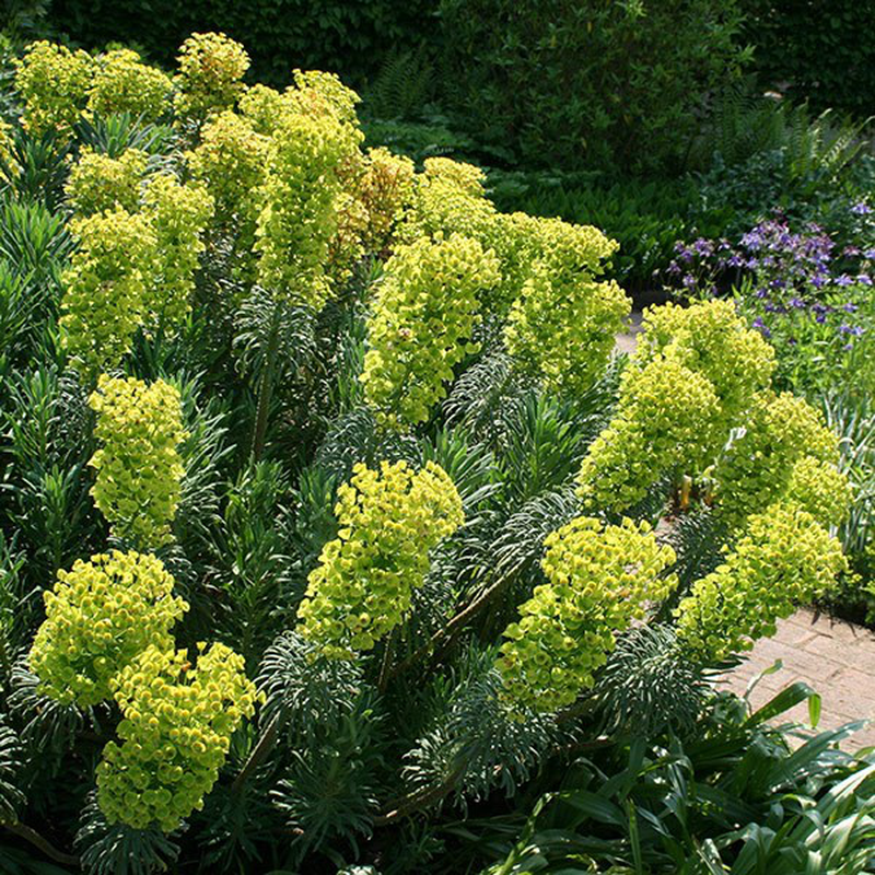  Euphorbia  characias  Wullfenii Yougardener