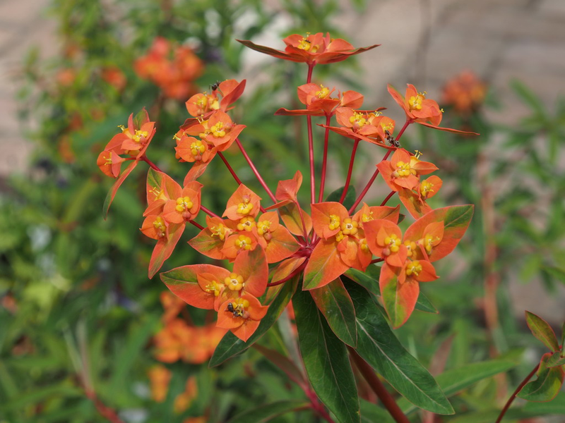 Euphorbia griffithii 'Fireglow' Yougardener