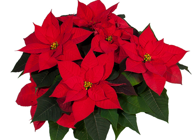 Manutenzione Stella Di Natale Pianta.Euphorbia Pulcherrima Poinsettia Stella Di Natale Yougardener