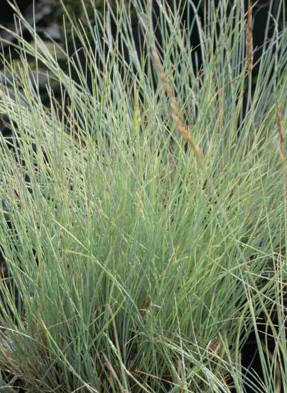 Festuca idahoensis ‘Sishyou Blue’ | Yougardener