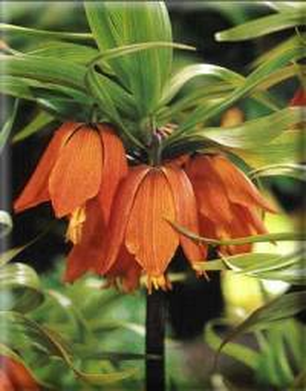 Fritillaria Imperialis 'Aurora' | Yougardener