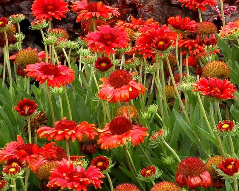 Gaillardia 'Red Sun' Yougardener