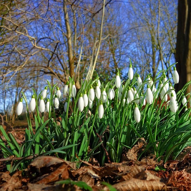 Galanthus Yougardener