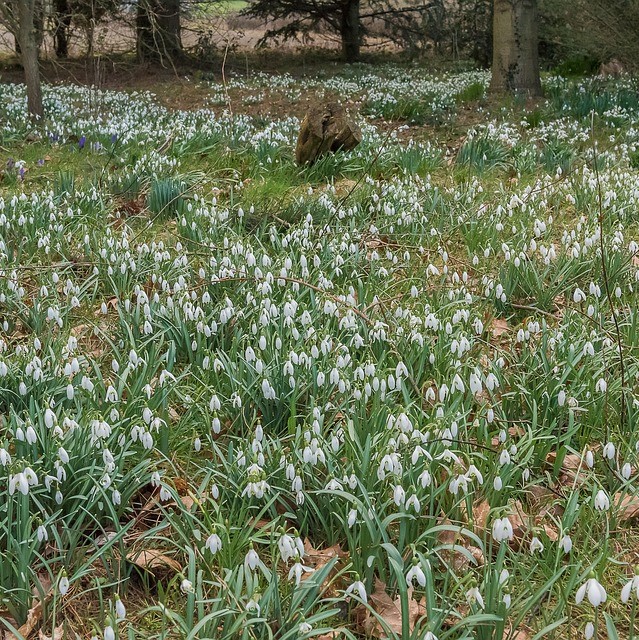 Galanthus Yougardener