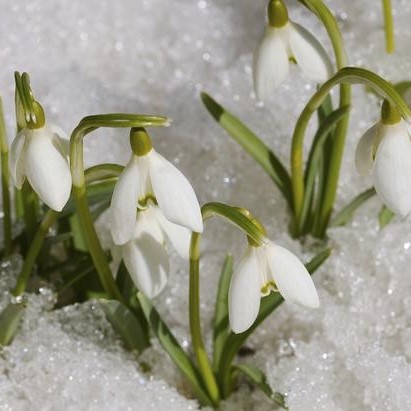 Galanthus Yougardener