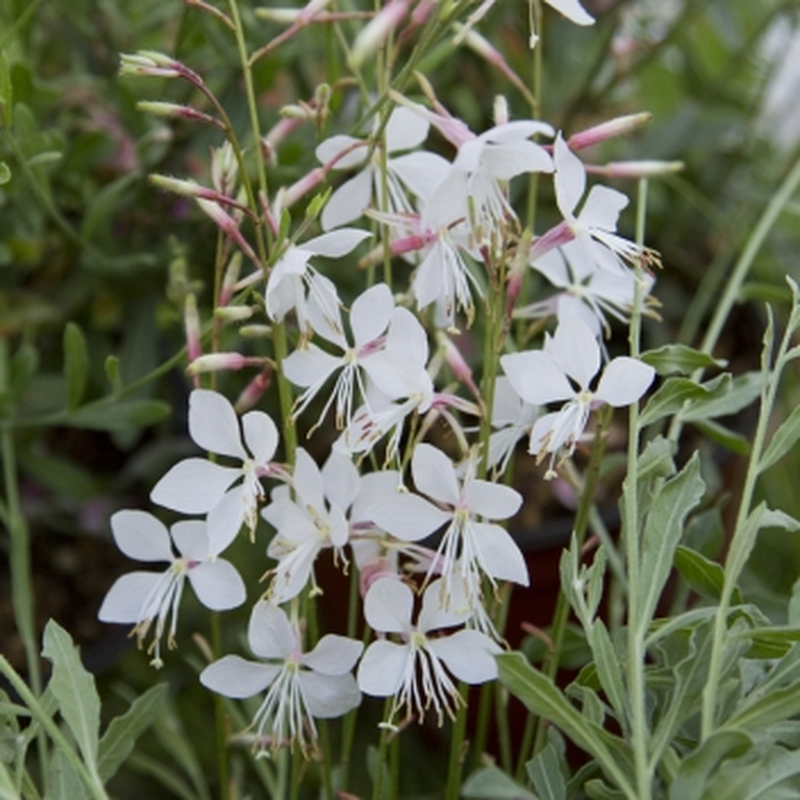 Pianta Di Gaura Lindheimeri In Vaso 14 Cm – Fior Di Orchidea, Colori Assortiti