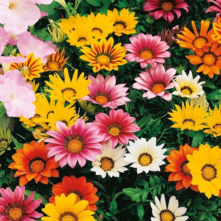 Gazania Yougardener