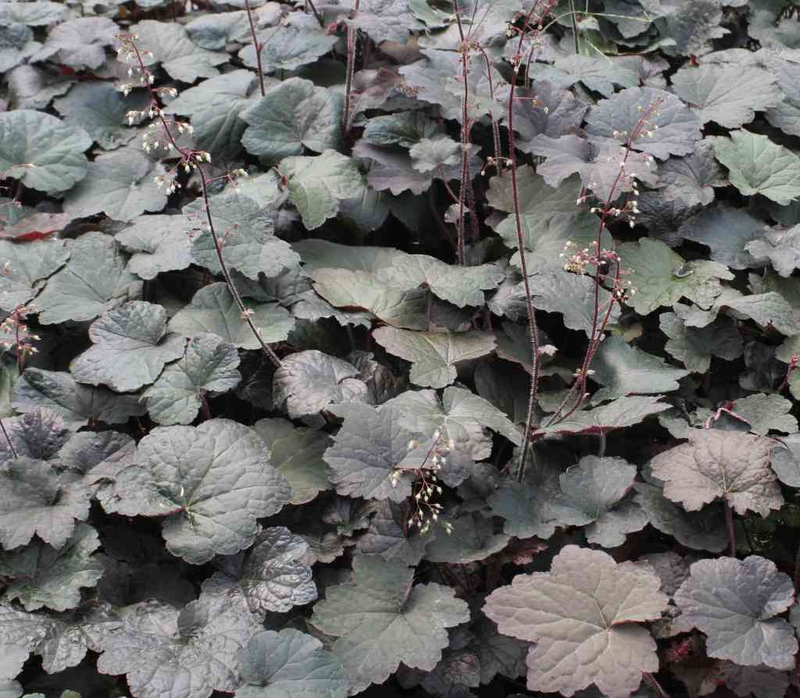 Heuchera micrantha �Palace Purple� Yougardener
