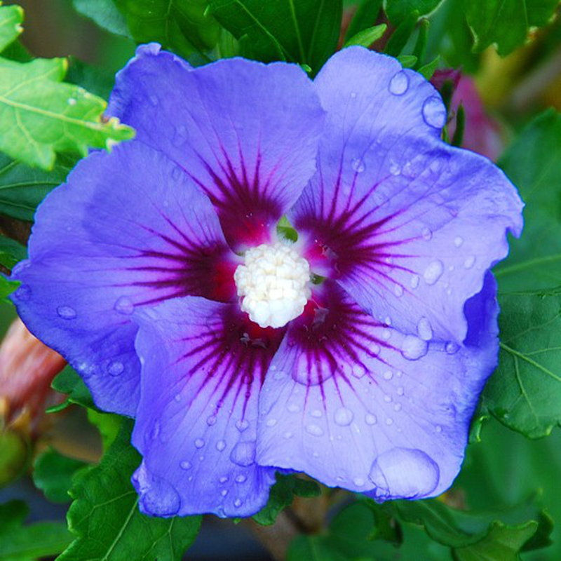 Hibiscus syriacus 'Marina' Yougardener