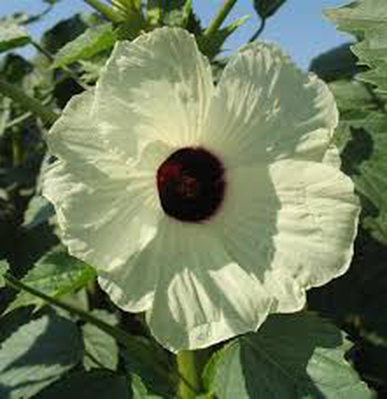 Hibiscus cannabinus (arbusto) Yougardener