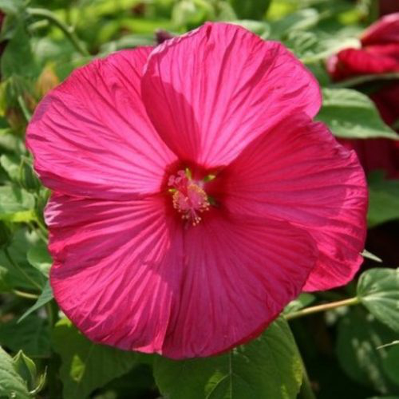 Hibiscus moscheutos ‘Disco belle rosy red’ | Yougardener