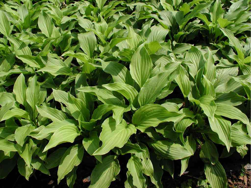 Hosta plantaginea ‘Sweet Susan’ | Yougardener