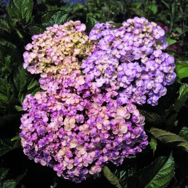 Hydrangea macrophylla 'Ayesha' (arbusto) Yougardener