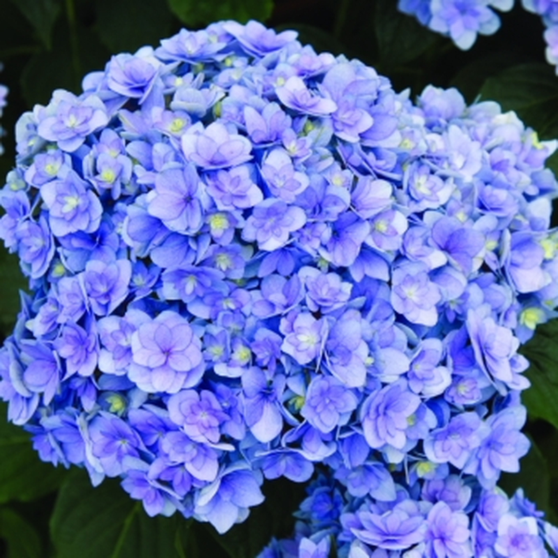 Hydrangea macrophylla 'Early bird' (arbusto) Yougardener