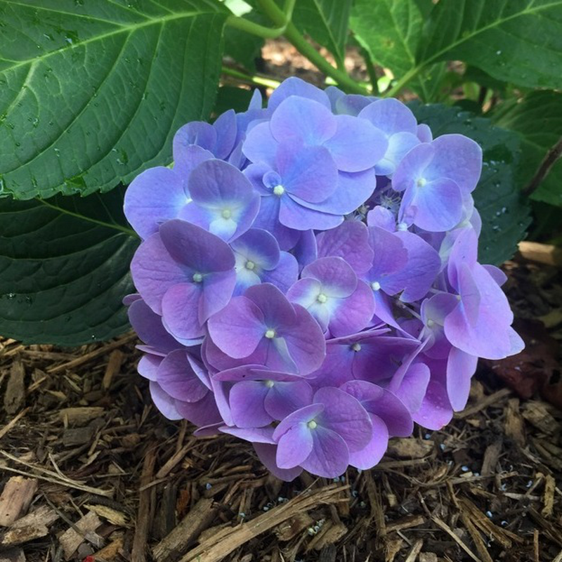 Hydrangea macrophylla mathilda gutges yougardener