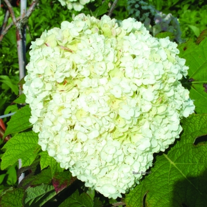 Hydrangea quercifolia 'Harmony' (arbusto) Yougardener