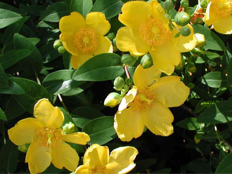 Hypericum patulum ‘Hidcote’ | Yougardener