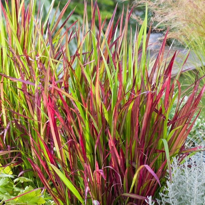 Imperata cylindrica Yougardener