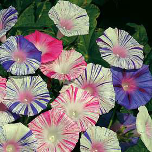 Semi Di Ipomoea Caprice (Convolvolo) - Fiori Blu E Bianchi, Rampicante Vigoroso - 5