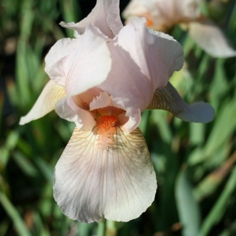 Iris germanica 'Constant Wattez' Yougardener