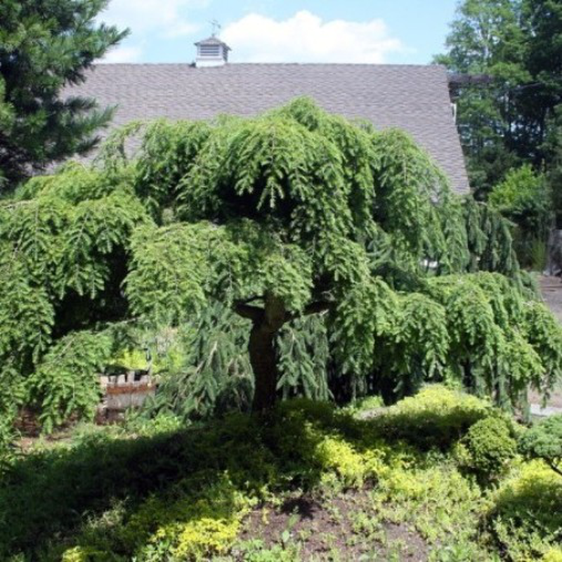 Juniperus communis 'Oblonga Pendula' Yougardener
