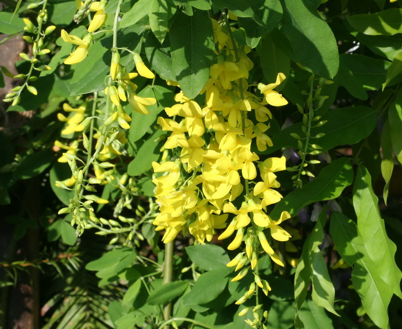 LABURNUM anagyriodes 200 Semi Catena D'oro giallo Pea ALBERO coltivati biologicamente 