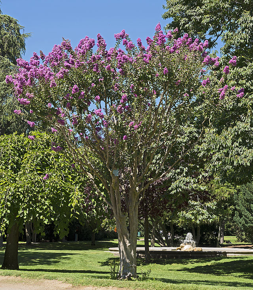 Lagerstroemia Indica Cespuglio Rosa – Pianta Ornamentale In Vaso 18 Cm, Altezza 50-60 Cm – Fioritura Autunnale