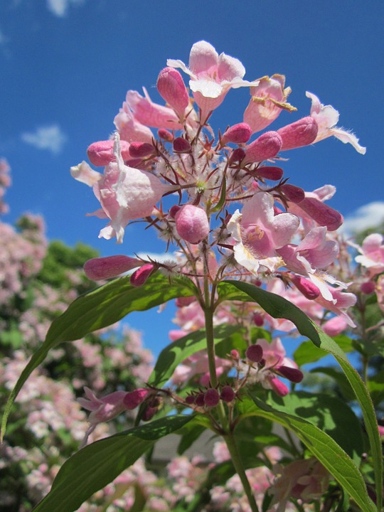 linnaea-amabilis-yougardener