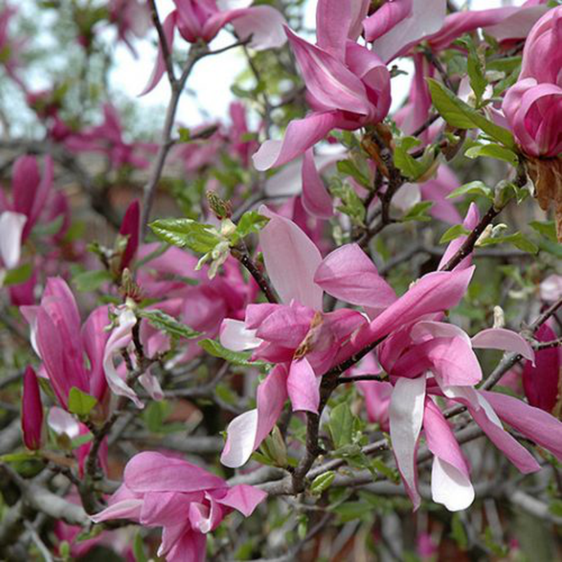 Magnolia liliflora 'Betty' | Yougardener