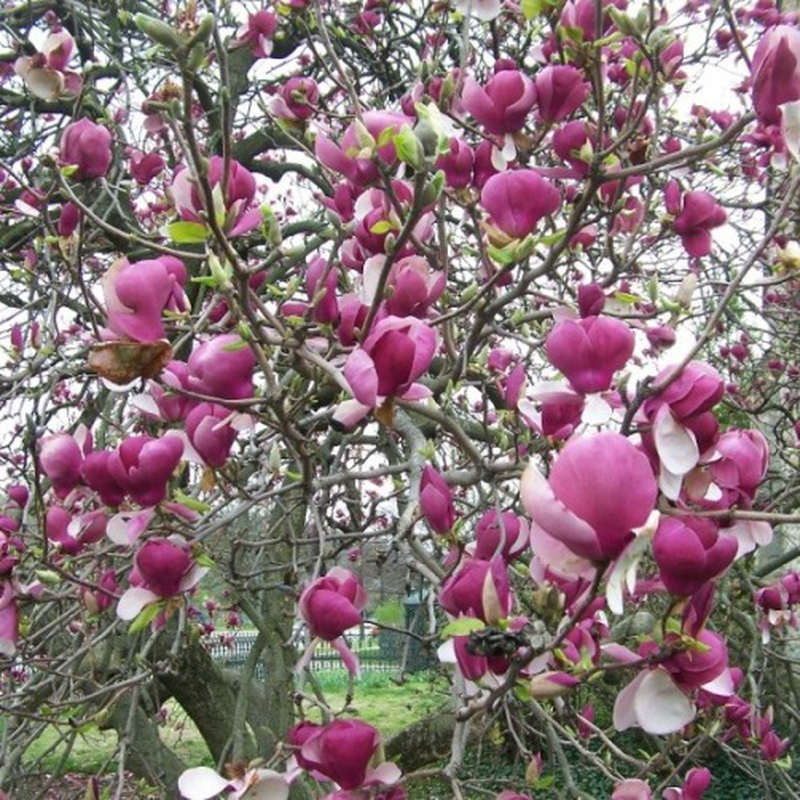 Magnolia x soulangeana | Yougardener