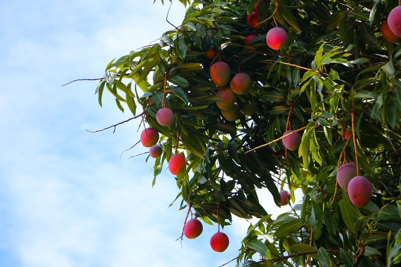 Mangifera indica 'Kensington pride' Yougardener