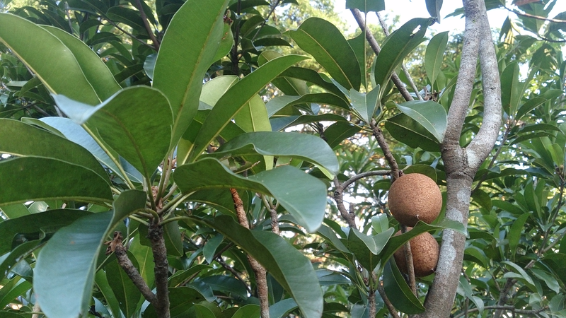 Manilkara zapota Yougardener
