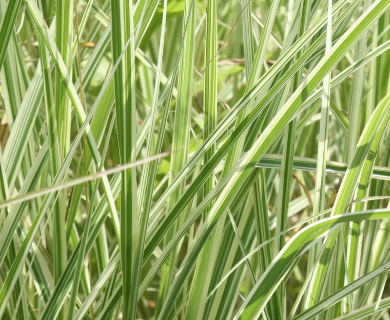 Miscanthus sinensis &lsquo;Dixieland&rsquo; | Yougardener