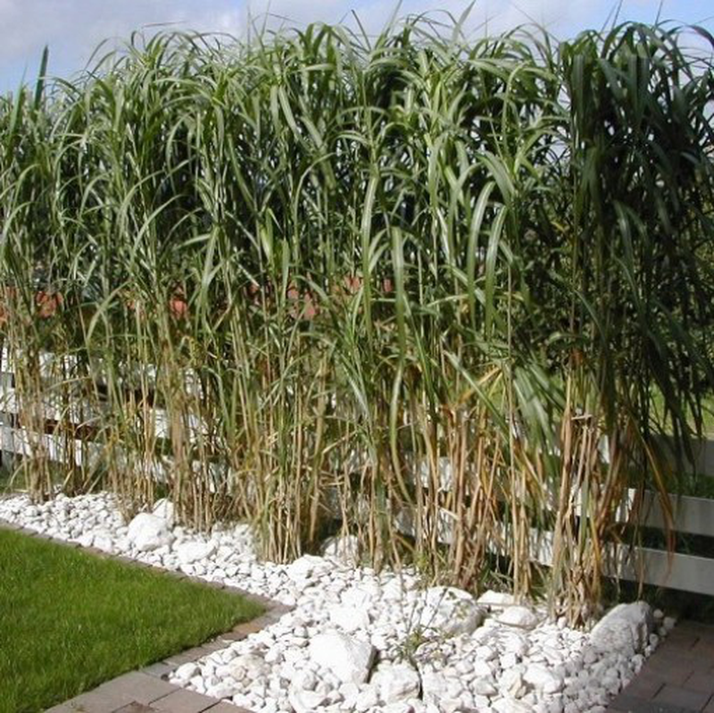 Miscanthus X Giganteus Yougardener