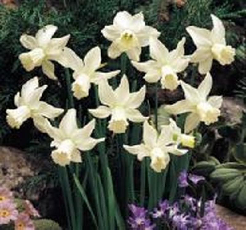 Narcissus 'Jenny' Yougardener
