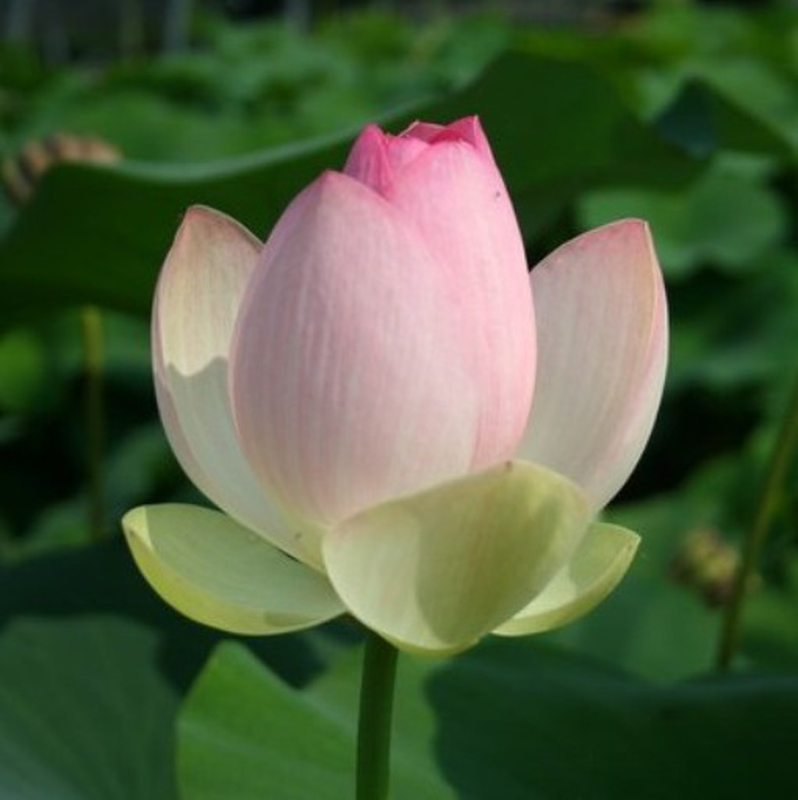 Nelumbo nucifera (Fiore di loto)
