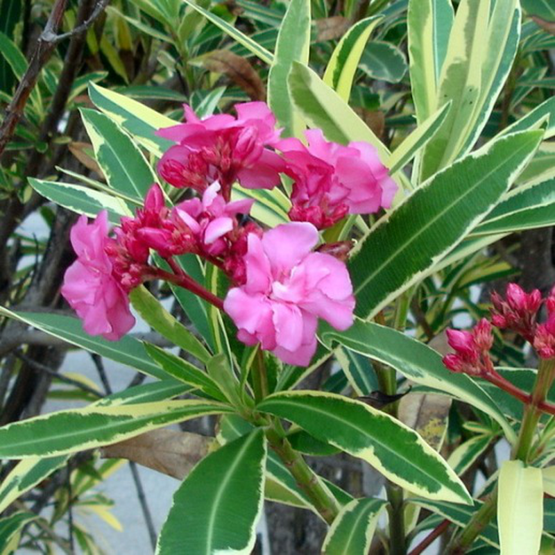 Nerium Oleander 'Variegata' | Yougardener