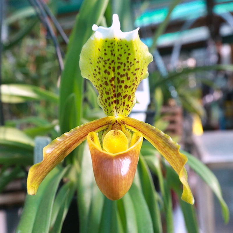Orchidea Paphiopedilum 'Insigne' | Yougardener