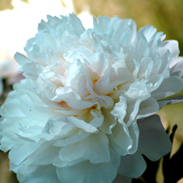 Paeonia lactiflora 'Serene Pastel' (erbacea) | Yougardener