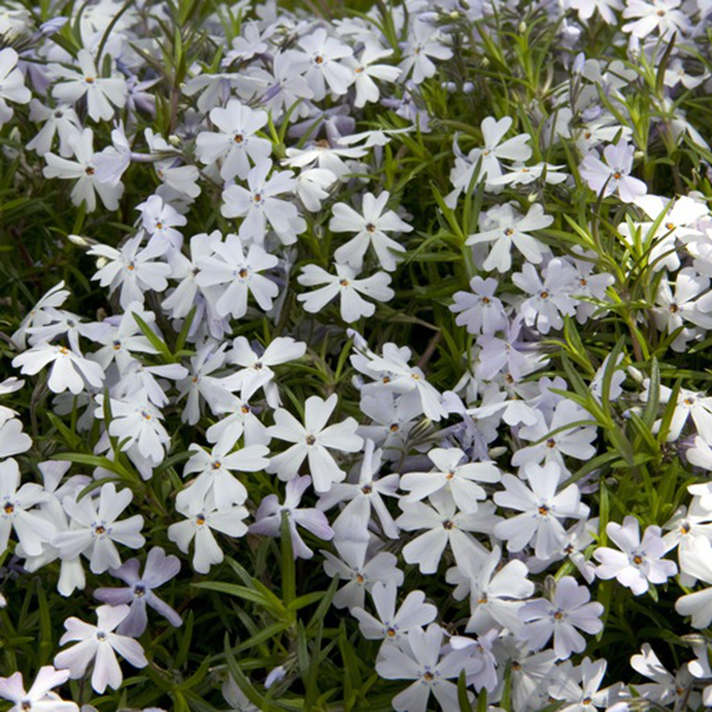 Lavanda  Yougardener