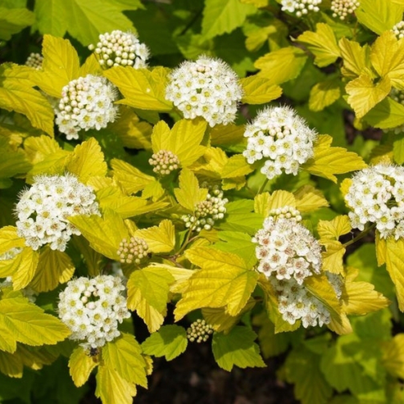 Physocarpus opulifolius 'Dart’s gold' Yougardener