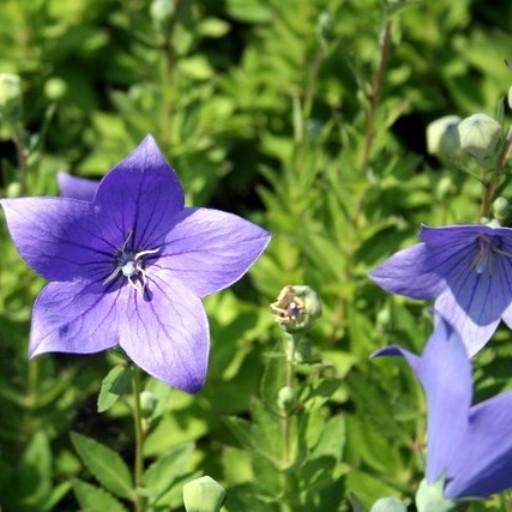 Piante Vere Di Platycodon Blu - 3 Piante Con Omaggio A Sorpresa, Per Giardino O Balcone - Foto 6