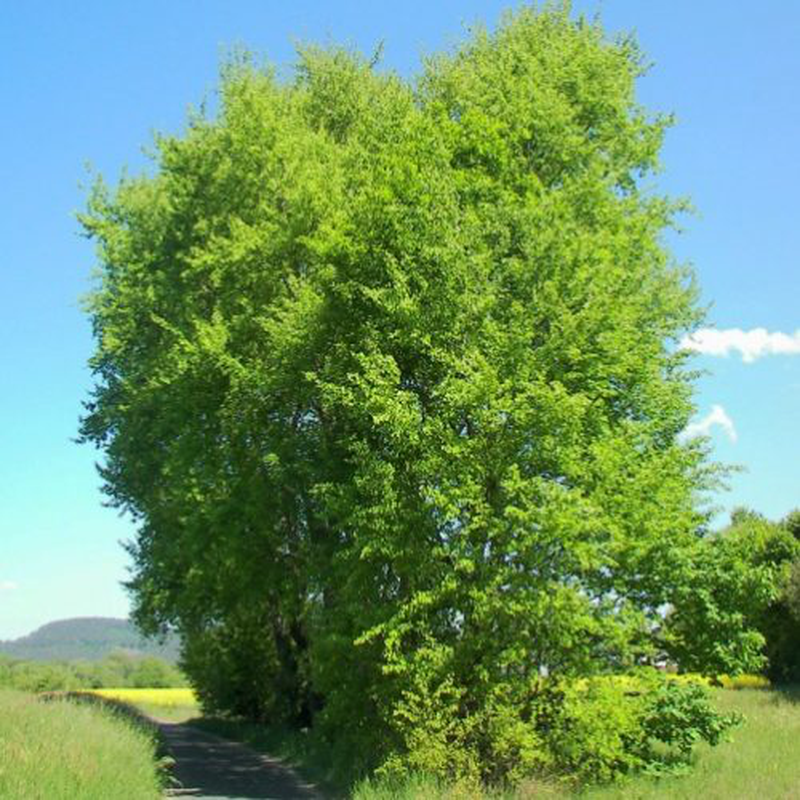 Populus tremula Yougardener