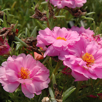 Portulaca Yougardener