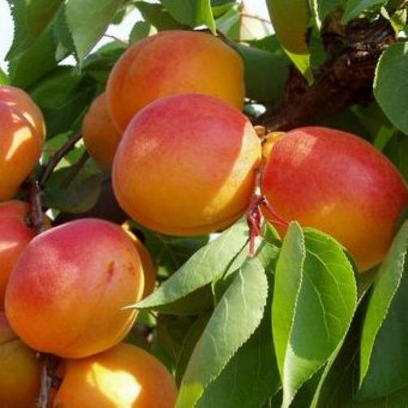 Prunus armeniaca 'Albicocco bella d'Imola