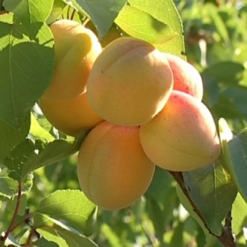 Prunus armeniaca 'Albicocco Cremonini' Yougardener