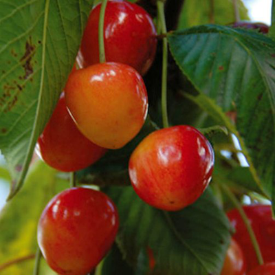 Semi di Ciliegio (Prunus Avium)