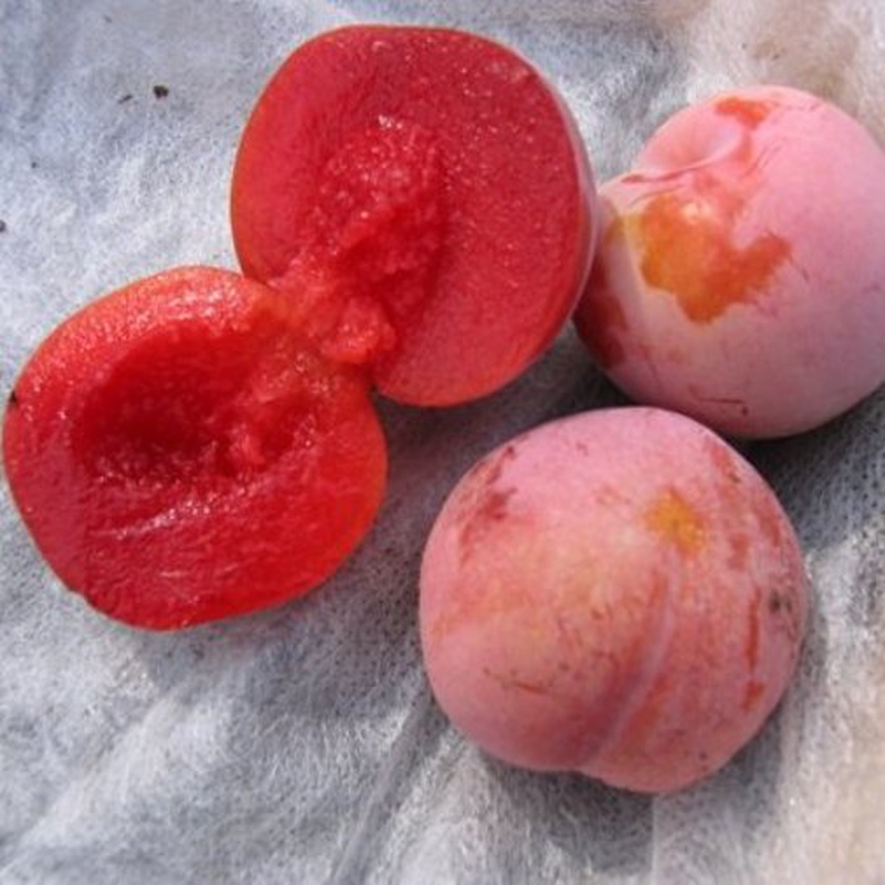 Susino Sangue di Drago - Prunus domestica - v 24